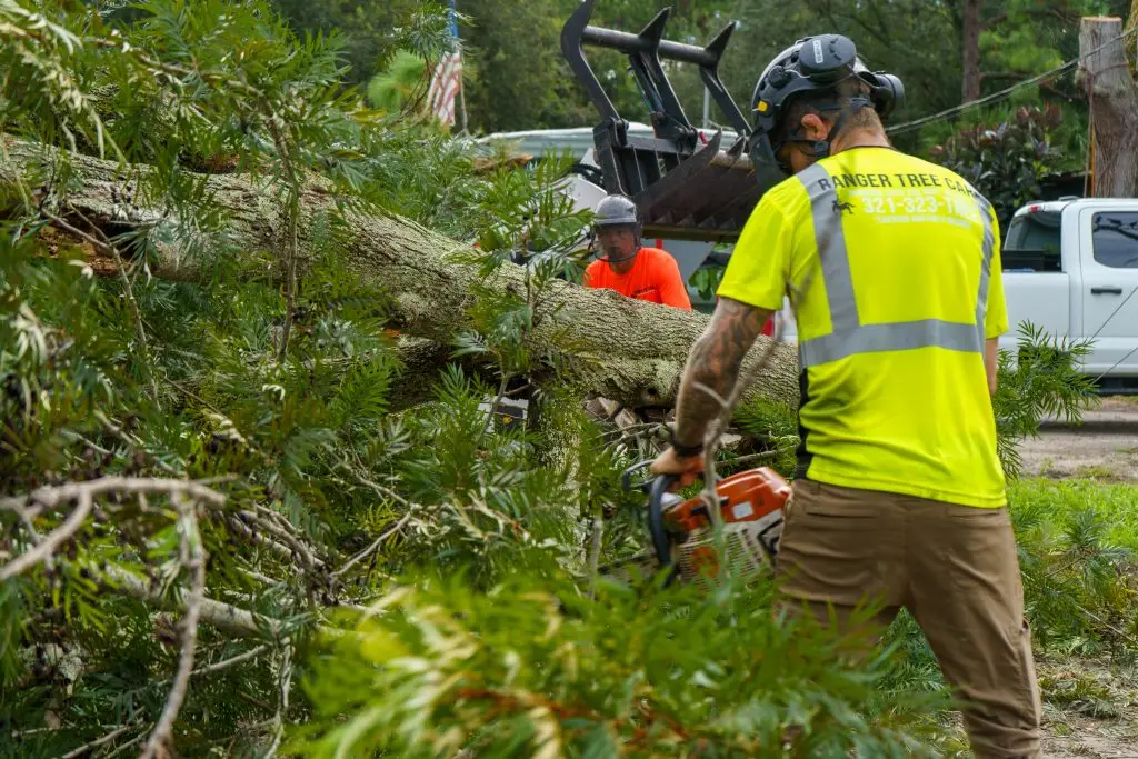 Ranger Tree Care crew cutting a felled tree into sections during a tree service call in Florida
