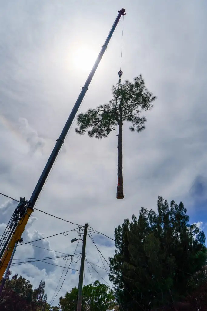 A pine section suspended from a crane hook high above the treeline