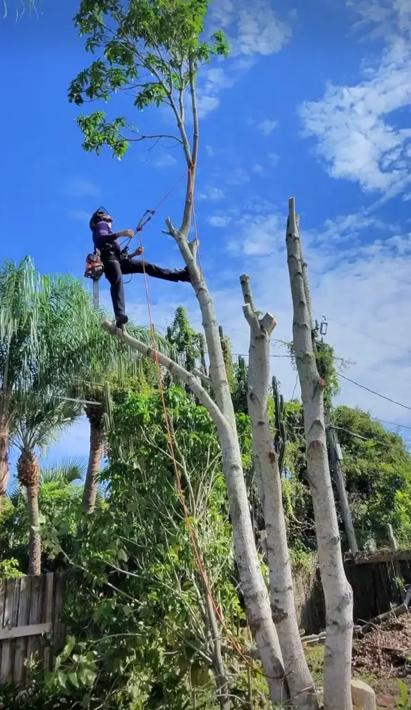 Ranger Tree Care climber on a rope cutting back limbs during tree trimming